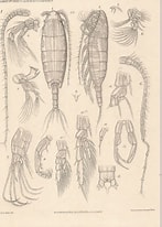 Image result for "bathypontia Elongata". Size: 147 x 206. Source: www.marinespecies.org