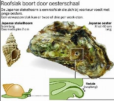 Afbeeldingsresultaten voor Japanse oester Roofdieren. Grootte: 232 x 206. Bron: wadgidsenweb.nl