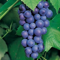 Afbeeldingsresultaten voor Blauwe druif. Grootte: 206 x 206. Bron: boskoopsefruitbomen.nl