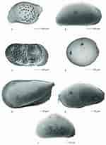Afbeeldingsresultaten voor "pseudocythere Caudata". Grootte: 150 x 206. Bron: www.researchgate.net
