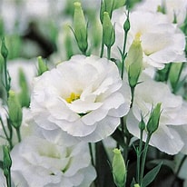 Image result for Lisianthus Flowers. Size: 206 x 206. Source: flowerhomes.blogspot.com