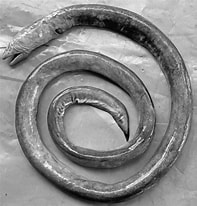 Image result for "panturichthys Fowleri". Size: 197 x 206. Source: www.researchgate.net