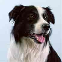 Image result for Bordercollie. Size: 206 x 206. Source: www.petzlover.com