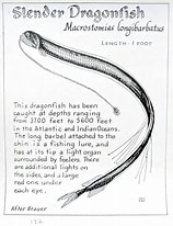 Image result for "macrostomias Longibarbatus". Size: 158 x 206. Source: www.pinterest.com