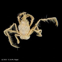 Image result for Achaeus trituberculatus Stam. Size: 206 x 206. Source: www.crustaceology.com