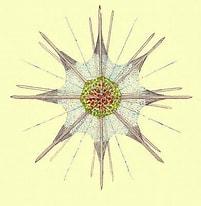 Afbeeldingsresultaten voor "acanthometra Tetracopa". Grootte: 201 x 206. Bron: www.booksite.ru