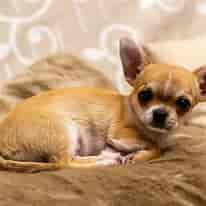 Image result for Chihuahua. Size: 206 x 206. Source: animalia-life.club