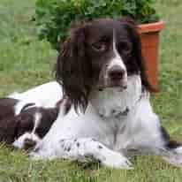 Image result for Spaniels. Size: 206 x 206. Source: www.petpaw.com.au