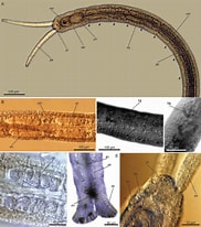 Image result for "protodrilus Purpureus". Size: 182 x 206. Source: www.researchgate.net