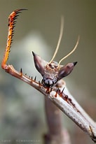 Image result for "aphropharynx Heterochaeta". Size: 137 x 206. Source: www.pinterest.com