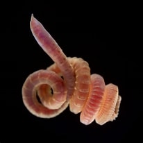 Afbeeldingsresultaten voor Rode draadworm. Grootte: 206 x 206. Bron: www.beachexplorer.org