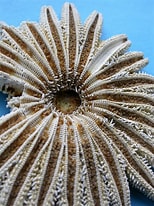 Image result for "heliaster Hexagonium". Size: 154 x 206. Source: echinoblog.blogspot.com