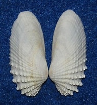 Afbeeldingsresultaten voor "petricola Pholadiformis". Grootte: 190 x 206. Bron: www.topseashells.com