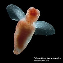 Image result for "clione limacina Antarctica". Size: 206 x 206. Source: www.pinterest.com