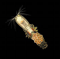 Image result for Corycaeus Species. Size: 210 x 206. Source: www.marinespecies.org