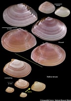 Image result for "tellina Tenuis". Size: 145 x 206. Source: naturalhistory.museumwales.ac.uk