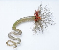 Afbeeldingsresultaten voor Pista cretacea. Grootte: 241 x 206. Bron: museum.wales