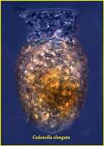 Image result for Codonella Inflata Kofoid. Size: 146 x 206. Source: www.marinespecies.org