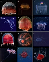 Arctapodema Antarctica Geslacht に対する画像結果.サイズ: 164 x 206。ソース: www.pinterest.com