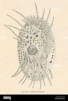 Image result for "euplotes Harpa". Size: 138 x 206. Source: www.alamy.com