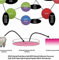 تصویر کا نتیجہ برائے Dental pulp stem Cell markers. سائز: 201 x 206۔ ماخذ: www.researchgate.net