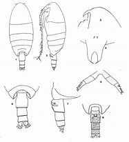 Image result for "cornucalanus Robustus". Size: 187 x 206. Source: copepodes.obs-banyuls.fr