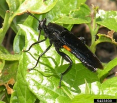 Afbeeldingsresultaten voor "euaugaptilus Clavatus". Grootte: 234 x 206. Bron: www.insectimages.org