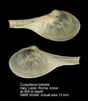 Afbeeldingsresultaten voor "cuspidaria Rostrata". Grootte: 179 x 206. Bron: www.nmr-pics.nl
