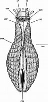 Afbeeldingsresultaten voor Cardiomya costellata Geslacht. Grootte: 97 x 206. Bron: www.researchgate.net
