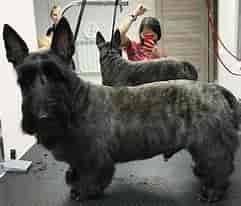 Image result for Skotsk terrier Frisure. Size: 241 x 206. Source: www.thepaws.net