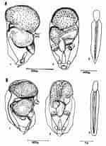 Image result for "oikopleura Fusiformis". Size: 150 x 206. Source: www.researchgate.net
