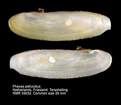 Image result for "phaxas Pellucidus". Size: 237 x 206. Source: www.marinespecies.org