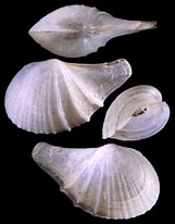 Image result for "cardiomya Costellata". Size: 161 x 206. Source: www.idscaro.net
