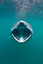 Afbeeldingsresultaten voor Basking Shark. Grootte: 137 x 206. Bron: www.thescottishsun.co.uk