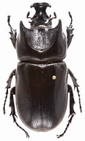 Image result for "procerus Armatus". Size: 125 x 206. Source: www.coleoptera-atlas.com