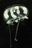Image result for "cirrholovenia Tetranema". Size: 137 x 206. Source: www.marinespecies.org