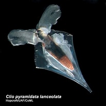 "clio pyramidata Lanceolata" に対する画像結果.サイズ: 206 x 206。ソース: pelagics.myspecies.info