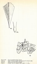 Afbeeldingsresultaten voor "clio pyramidata Sulcata". Grootte: 120 x 206. Bron: pelagics.myspecies.info