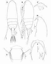 Afbeeldingsresultaten voor "paracalanus Aculeatus". Grootte: 164 x 206. Bron: www.researchgate.net
