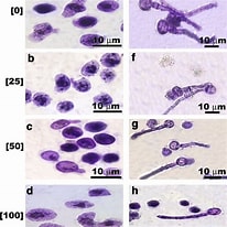 Image result for "carposphaera Acanthophora". Size: 206 x 206. Source: www.researchgate.net