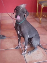 Image result for Meksikansk nakenhund. Size: 154 x 206. Source: dyreliv.no