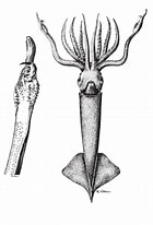 Afbeeldingsresultaten voor Gonatus steenstrupi Geslacht. Grootte: 140 x 206. Bron: www.ni.is