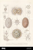 Afbeeldingsresultaten voor "haliommatidium Muelleri". Grootte: 138 x 206. Bron: www.alamy.com