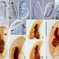 Image result for "trochilia Sigmoides". Size: 206 x 206. Source: www.researchgate.net