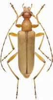 Image result for "paleaonotus Debilis". Size: 109 x 206. Source: www.cerambyx.uochb.cz