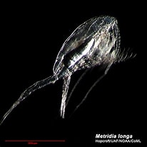 Image result for "metridia Longa". Size: 206 x 206. Source: www.arcodiv.org