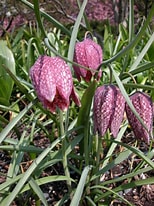 Image result for "fritillaria Drygalskii". Size: 154 x 206. Source: my.chicagobotanic.org