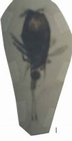 Image result for "corycaeus Longistylis". Size: 106 x 206. Source: www.odb.ntu.edu.tw