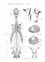 Image result for manteldieren Anatomie. Size: 150 x 207. Source: www.pinterest.com