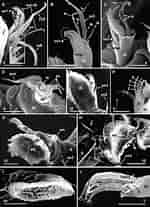 Afbeeldingsresultaten voor "trypetesa Lampas". Grootte: 150 x 207. Bron: www.researchgate.net